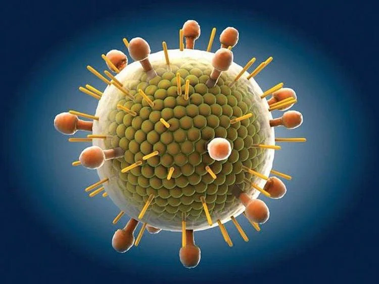 Virus quai bị có thể trở thành mối nguy tiềm ẩn cho sức khỏe sinh - Nguồn ảnh: Internet